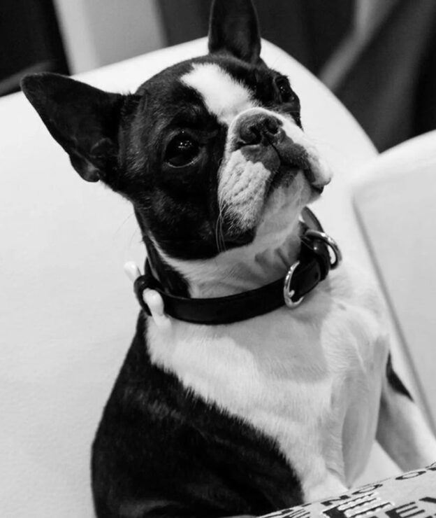 Ginger, mascotte officielle mlb